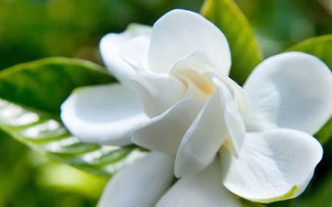 Gardenia