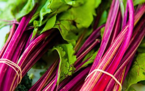 Ruibardo