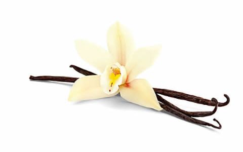 Vainilla