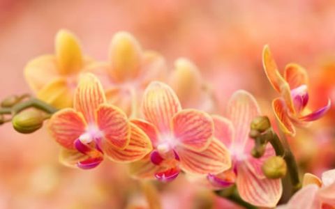 Orquídea