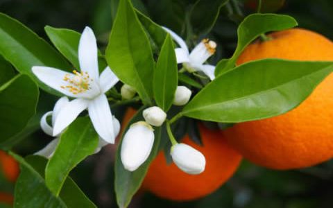 Flor de azahar del naranjo