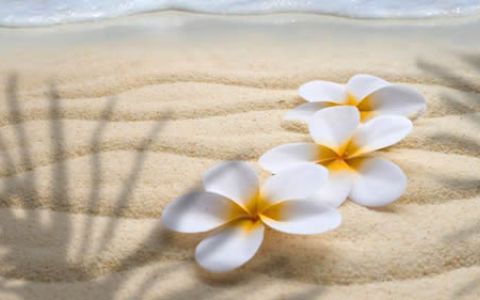 Flor de Tiaré