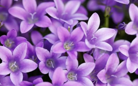 Violetas
