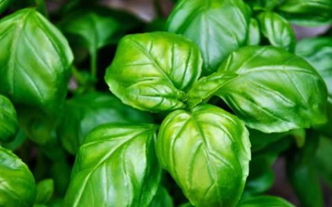 Albahaca