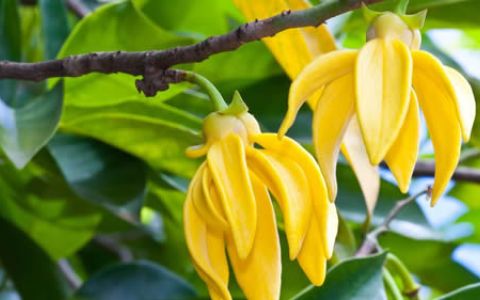 Ylang Ylang