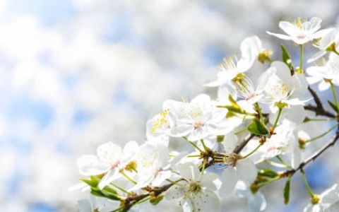 Flores
