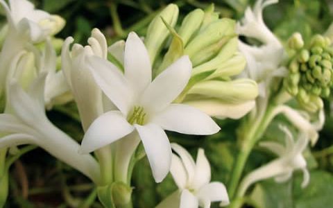 Nardos