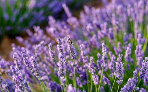 Lavanda