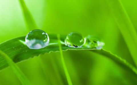 Notas verdes